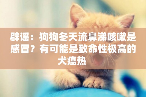 辟謠：狗狗冬天流鼻涕咳嗽是感冒？有可能是致命性極高的犬瘟熱 