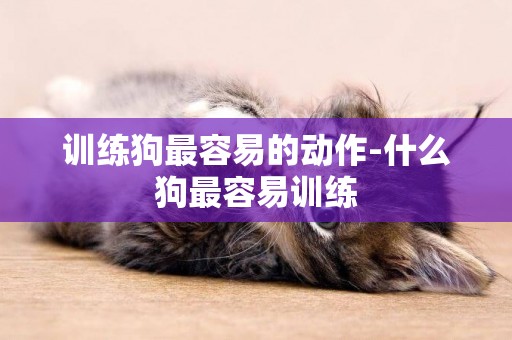 訓練狗最容易的動作-什么狗最容易訓練