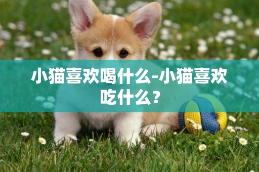 小貓喜歡喝什么-小貓喜歡吃什么？