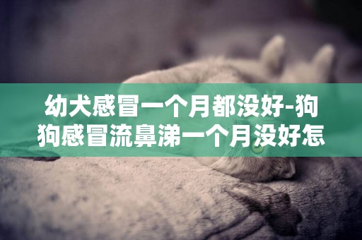 幼犬感冒一個月都沒好-狗狗感冒流鼻涕一個月沒好怎么回事