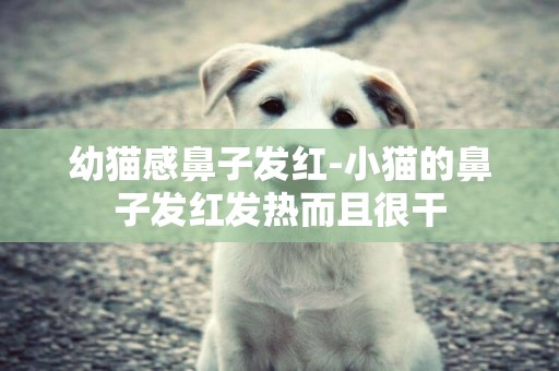 幼貓感鼻子發紅-小貓的鼻子發紅發熱而且很干