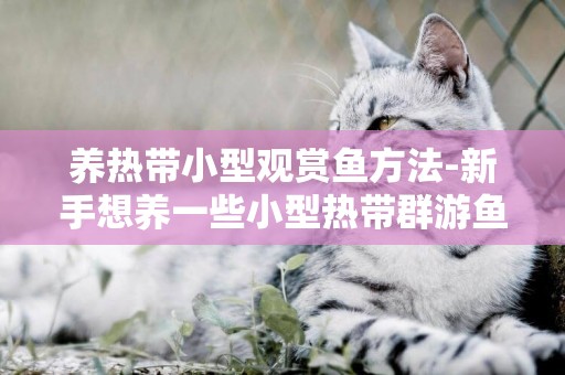 養熱帶小型觀賞魚方法-新手想養一些小型熱帶群游魚，什么魚好養點