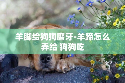 羊腳給狗狗磨牙-羊蹄怎么弄給 狗狗吃