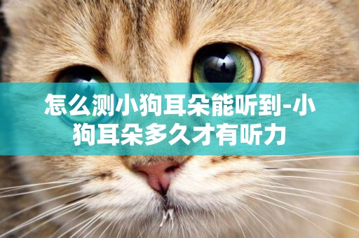 怎么測小狗耳朵能聽到-小狗耳朵多久才有聽力