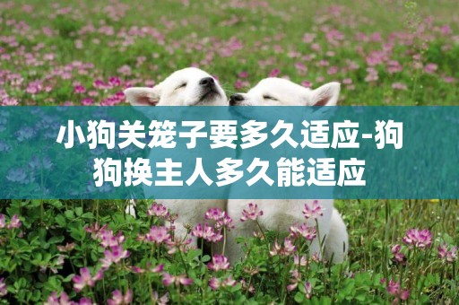 小狗關籠子要多久適應-狗狗換主人多久能適應