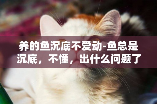 養的魚沉底不愛動-魚總是沉底，不懂，出什么問題了