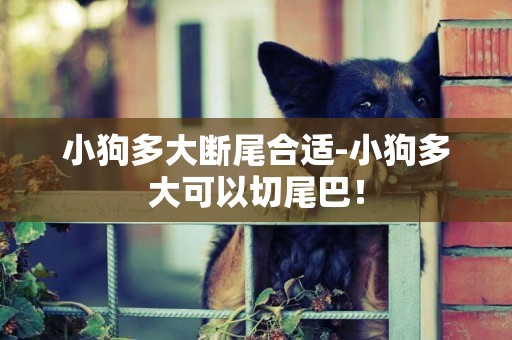 小狗多大斷尾合適-小狗多大可以切尾巴！