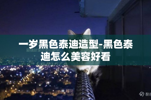 一歲黑色泰迪造型-黑色泰迪怎么美容好看