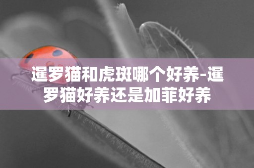 暹羅貓和虎斑哪個好養-暹羅貓好養還是加菲好養