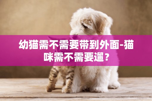 幼貓需不需要帶到外面-貓咪需不需要遛？