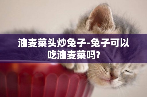 油麥菜頭炒兔子-兔子可以吃油麥菜嗎?