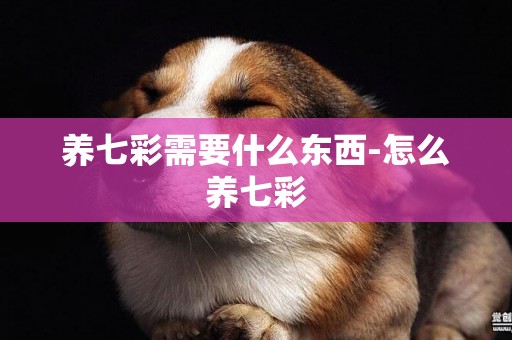 養七彩需要什么東西-怎么養七彩