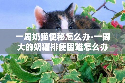 一周奶貓便秘怎么辦-一周大的奶貓排便困難怎么辦