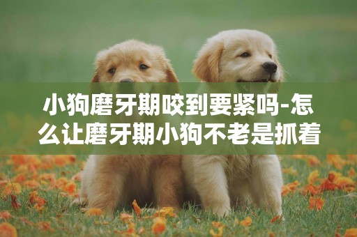 小狗磨牙期咬到要緊嗎-怎么讓磨牙期小狗不老是抓著我咬？