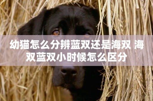 幼貓怎么分辨藍雙還是海雙 海雙藍雙小時候怎么區分