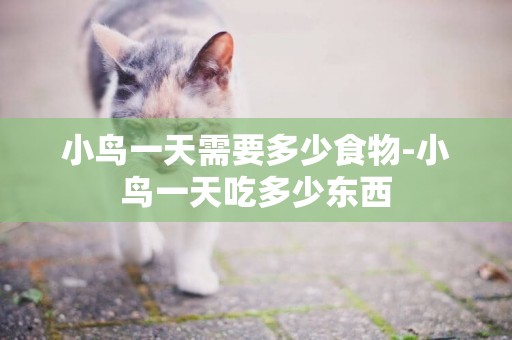 小鳥一天需要多少食物-小鳥一天吃多少東西