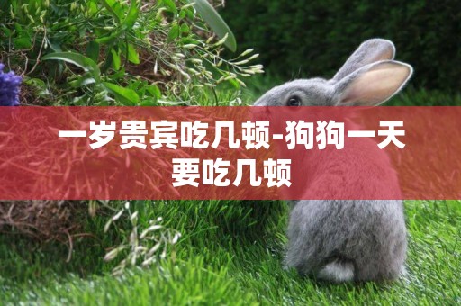 一歲貴賓吃幾頓-狗狗一天要吃幾頓