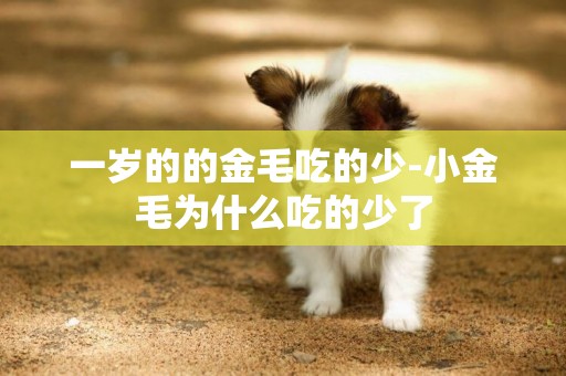 一歲的的金毛吃的少-小金毛為什么吃的少了