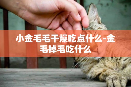 小金毛毛干燥吃點什么-金毛掉毛吃什么