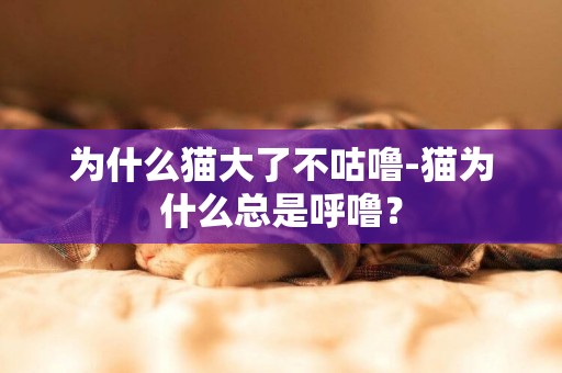 為什么貓大了不咕嚕-貓為什么總是呼嚕？