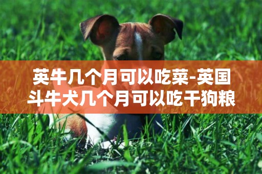 英牛幾個月可以吃菜-英國斗牛犬幾個月可以吃干狗糧