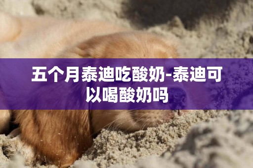 五個月泰迪吃酸奶-泰迪可以喝酸奶嗎