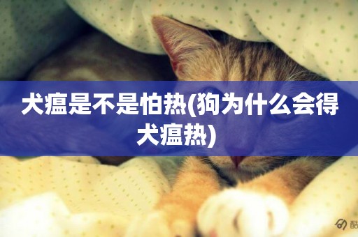 犬瘟是不是怕熱(狗為什么會得犬瘟熱) 