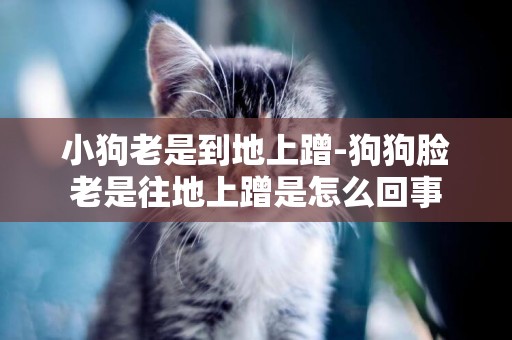 小狗老是到地上蹭-狗狗臉老是往地上蹭是怎么回事