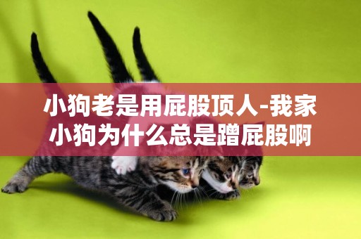 小狗老是用屁股頂人-我家小狗為什么總是蹭屁股啊