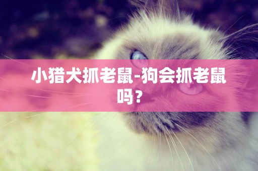 小獵犬抓老鼠-狗會抓老鼠嗎？