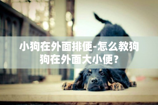小狗在外面排便-怎么教狗狗在外面大小便？