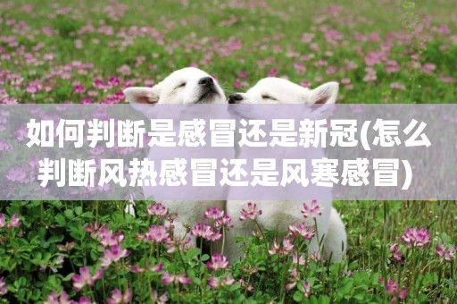 如何判斷是感冒還是新冠(怎么判斷風熱感冒還是風寒感冒) 