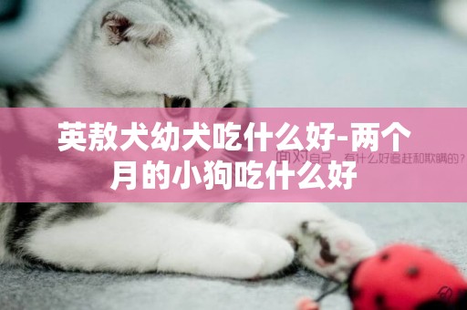 英敖犬幼犬吃什么好-兩個月的小狗吃什么好