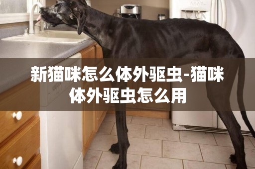 新貓咪怎么體外驅蟲-貓咪體外驅蟲怎么用