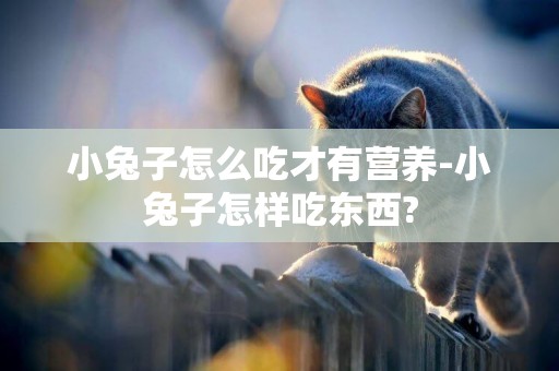 小兔子怎么吃才有營養-小兔子怎樣吃東西?