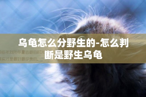 烏龜怎么分野生的-怎么判斷是野生烏龜