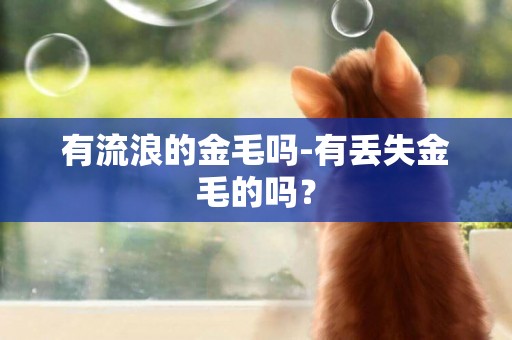有流浪的金毛嗎-有丟失金毛的嗎？