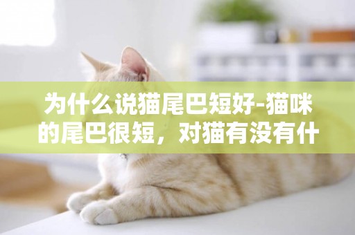 為什么說貓尾巴短好-貓咪的尾巴很短，對貓有沒有什么影響？