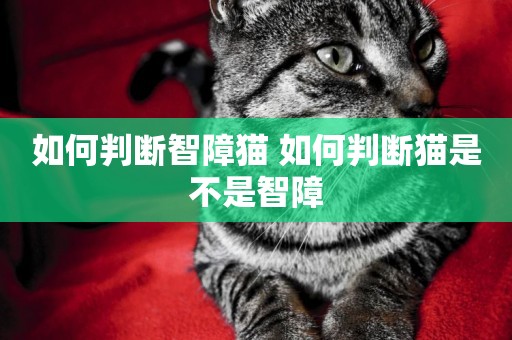 如何判斷智障貓 如何判斷貓是不是智障