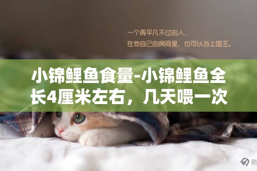小錦鯉魚食量-小錦鯉魚全長4厘米左右，幾天喂一次，一次喂多少？