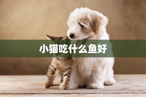小貓吃什么魚好