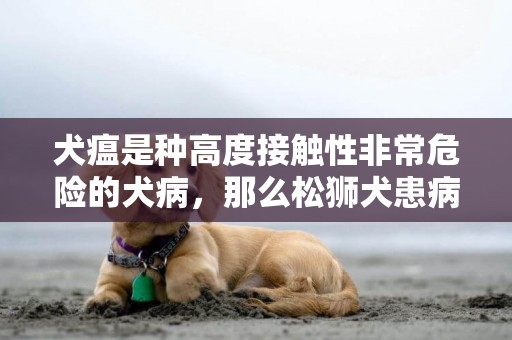犬瘟是種高度接觸性非常危險的犬病，那么松獅犬患病有什么癥狀呢 