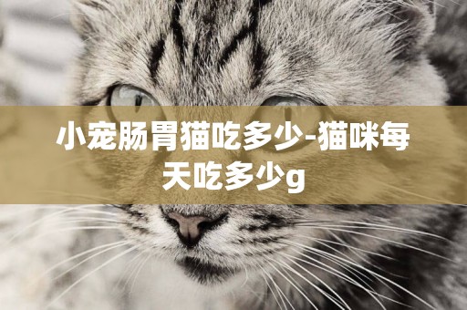 小寵腸胃貓吃多少-貓咪每天吃多少g