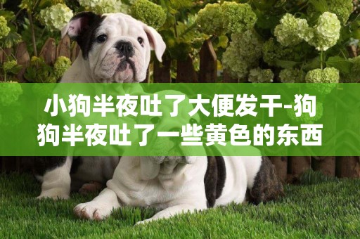 小狗半夜吐了大便發干-狗狗半夜吐了一些黃色的東西，這是怎么了？