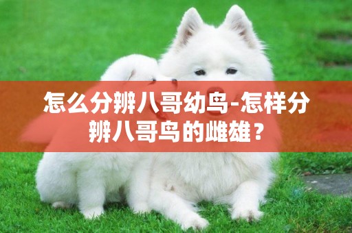 怎么分辨八哥幼鳥-怎樣分辨八哥鳥的雌雄？