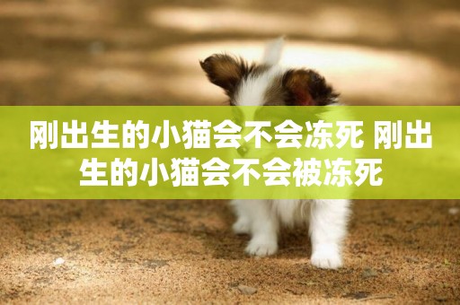 剛出生的小貓會不會凍死 剛出生的小貓會不會被凍死