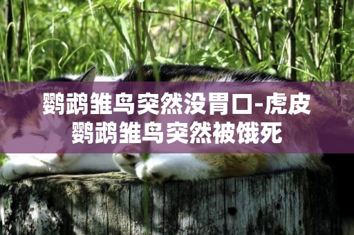 鸚鵡雛鳥突然沒胃口-虎皮鸚鵡雛鳥突然被餓死
