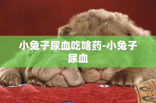 小兔子尿血吃啥藥-小兔子尿血