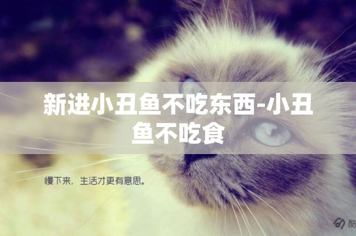 新進小丑魚不吃東西-小丑魚不吃食