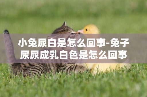 小兔尿白是怎么回事-兔子尿尿成乳白色是怎么回事